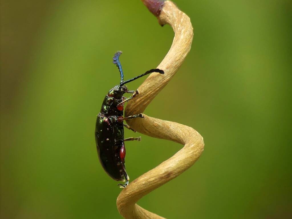 Pandorea Leaf Beetle (Johannica gemellata), Gold Coast QLD © Stefan Jones