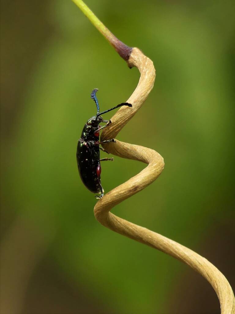 Pandorea Leaf Beetle (Johannica gemellata), Gold Coast QLD © Stefan Jones