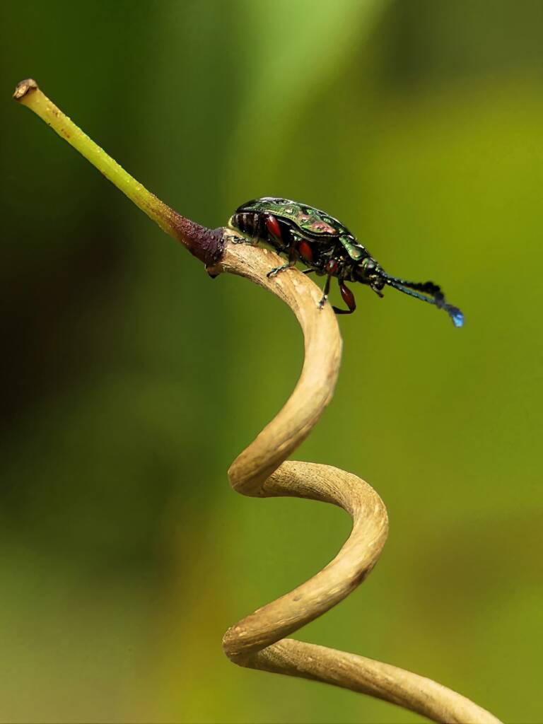Pandorea Leaf Beetle (Johannica gemellata), Gold Coast QLD © Stefan Jones