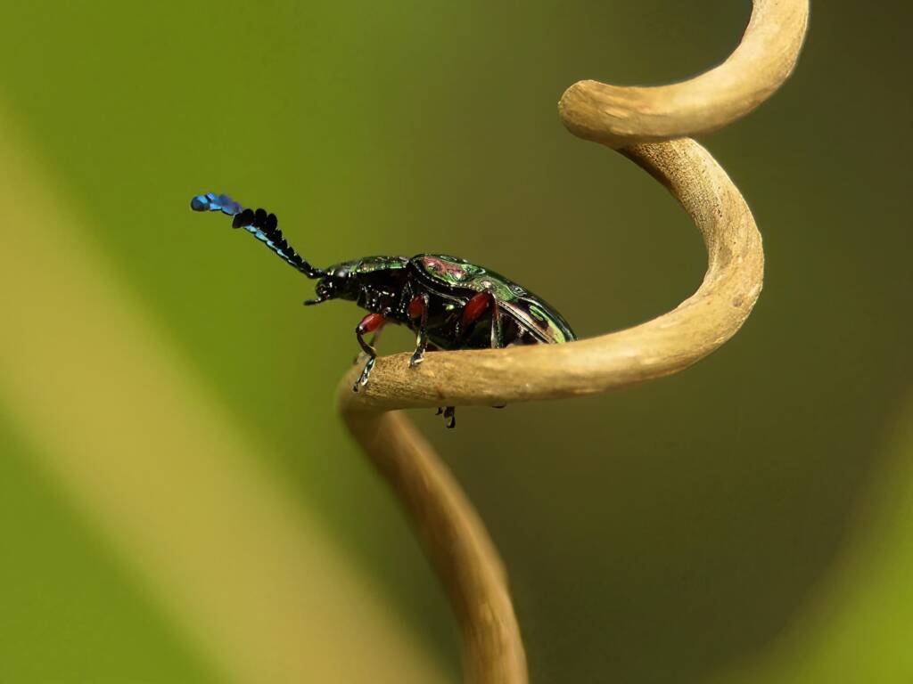 Pandorea Leaf Beetle (Johannica gemellata), Gold Coast QLD © Stefan Jones