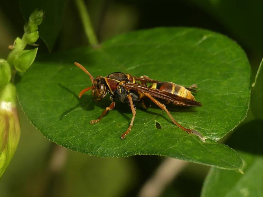 Polistes humilis synoecus (Common Paperwasp), Gold Coast QLD © Stefan Jones