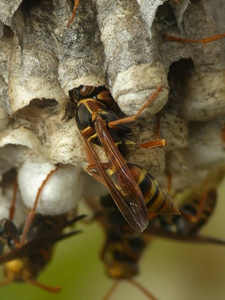 Polistes humilis synoecus (Common Paperwasp), Gold Coast QLD © Stefan Jones