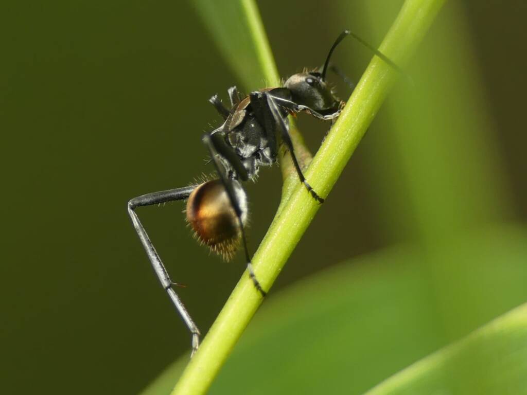 Golden-tailed Spiny Ant (Polyrhachis ammon), Gold Coast QLD © Stefan Jones
