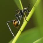 Golden-tailed Spiny Ant (Polyrhachis ammon), Gold Coast QLD © Stefan Jones