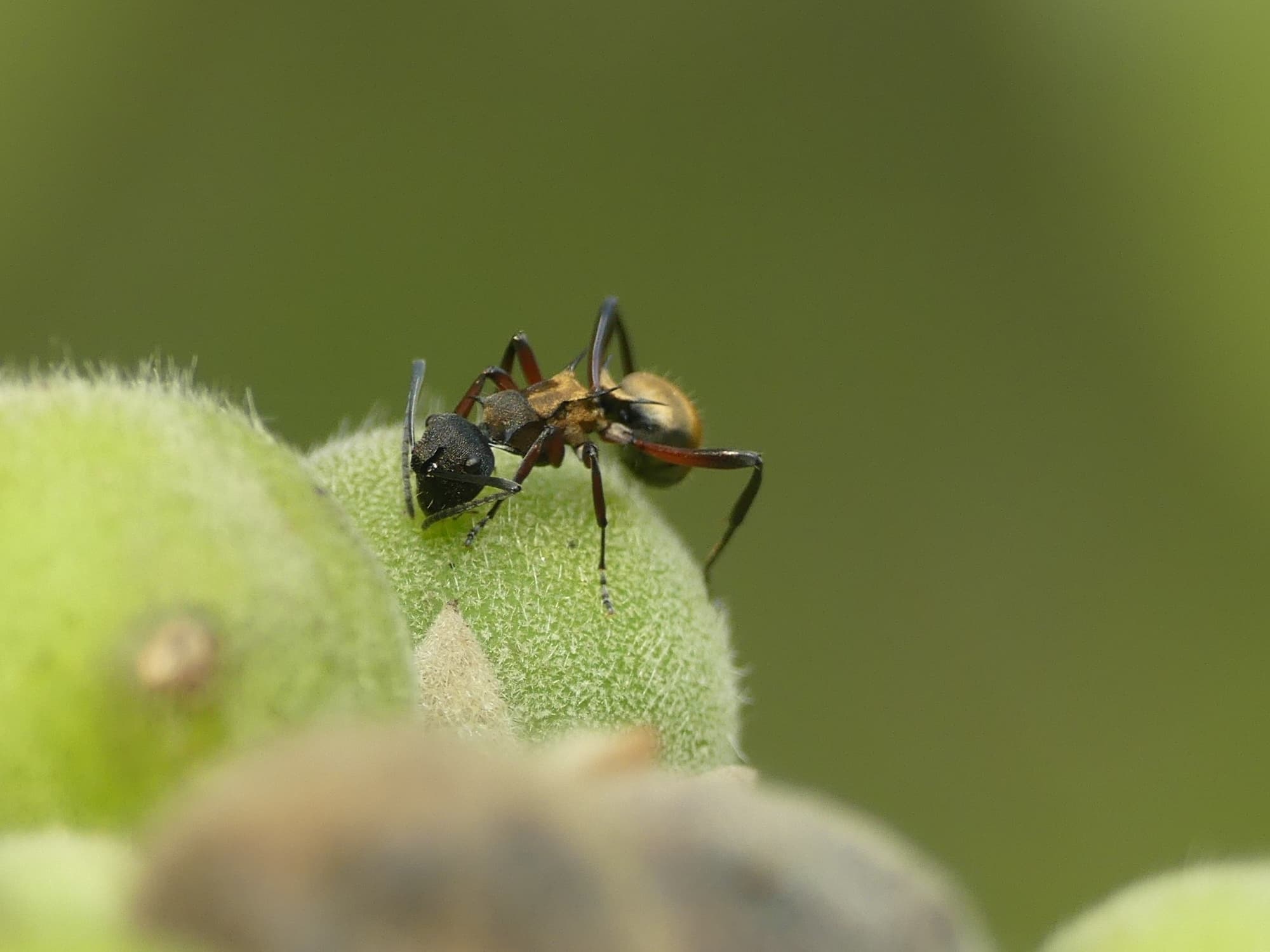 Red-thighed Spiny Ant (Polyrhachis rufifemur), Gold Coast QLD © Stefan Jones