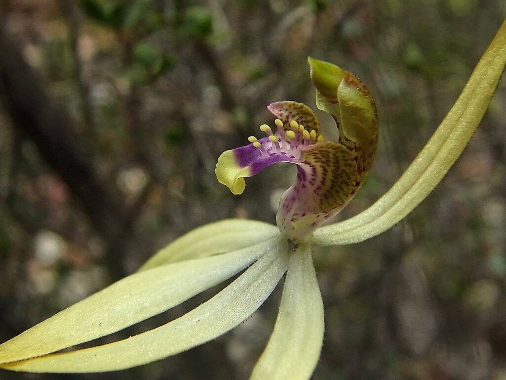 Praecoxanthus aphyllus (Leafless Orchid), Stirling Range National Park WA © Terry Dunham