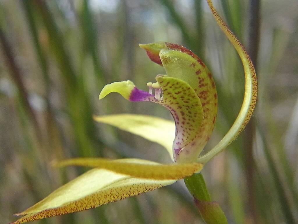 Praecoxanthus aphyllus (Leafless Orchid), Stirling Range National Park WA © Terry Dunham