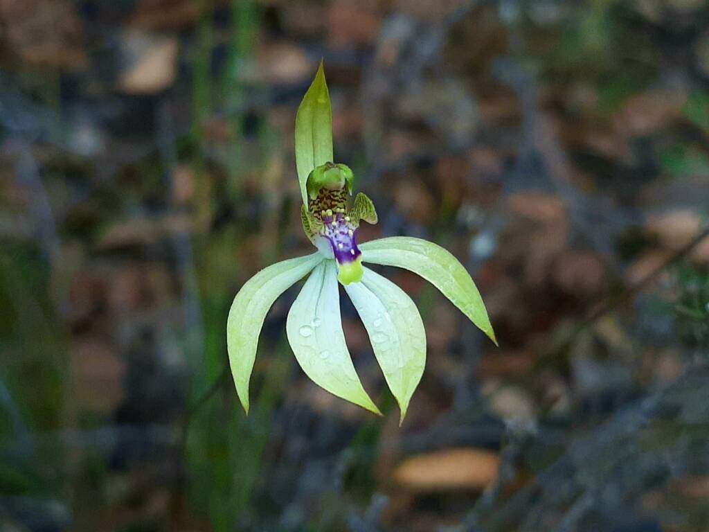 Praecoxanthus aphyllus (Leafless Orchid), Stirling Range National Park WA © Terry Dunham