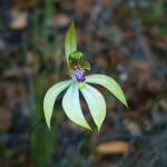 Praecoxanthus aphyllus (Leafless Orchid), Stirling Range National Park WA © Terry Dunham