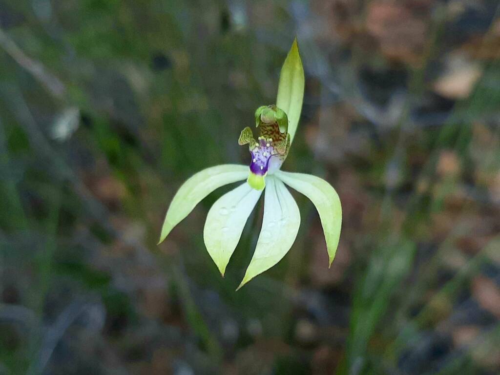 Praecoxanthus aphyllus (Leafless Orchid), Stirling Range National Park WA © Terry Dunham