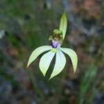 Praecoxanthus aphyllus (Leafless Orchid), Stirling Range National Park WA © Terry Dunham