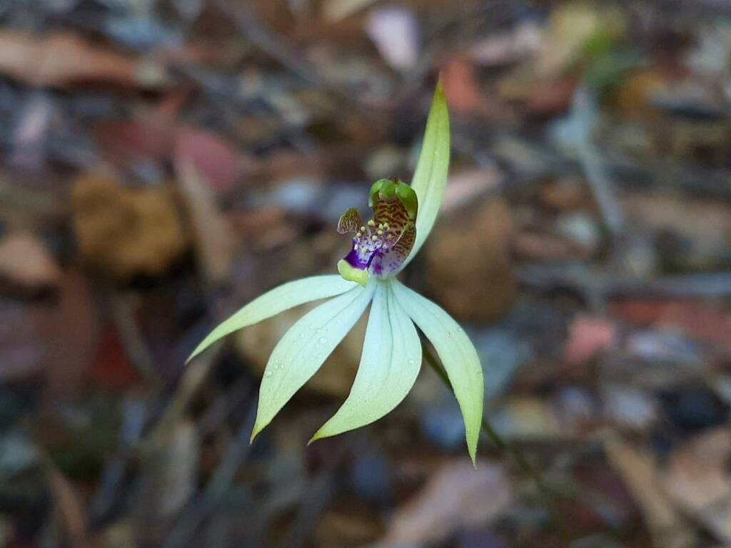 Praecoxanthus aphyllus (Leafless Orchid), Stirling Range National Park WA © Terry Dunham