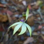 Praecoxanthus aphyllus (Leafless Orchid), Stirling Range National Park WA © Terry Dunham