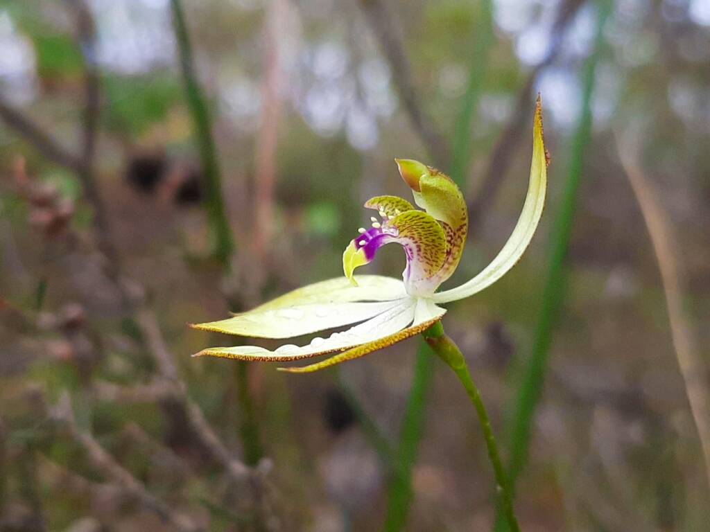 Praecoxanthus aphyllus (Leafless Orchid), Stirling Range National Park WA © Terry Dunham