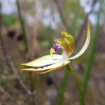 Praecoxanthus aphyllus (Leafless Orchid), Stirling Range National Park WA © Terry Dunham