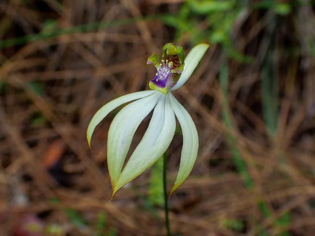 Praecoxanthus aphyllus (Leafless Orchid), Great Southern Region WA © Terry Dunham