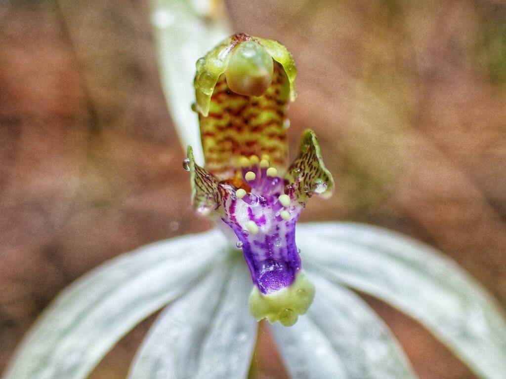Praecoxanthus aphyllus (Leafless Orchid), Great Southern Region WA © Terry Dunham