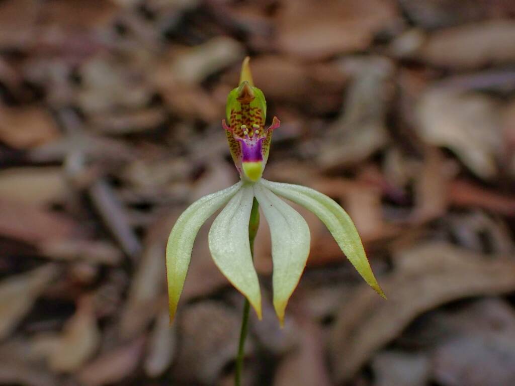 Praecoxanthus aphyllus (Leafless Orchid), Stirling Range National Park WA © Terry Dunham