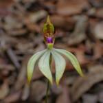 Praecoxanthus aphyllus (Leafless Orchid), Stirling Range National Park WA © Terry Dunham