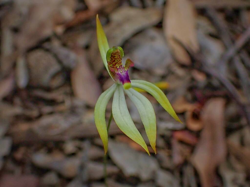 Praecoxanthus aphyllus (Leafless Orchid), Stirling Range National Park WA © Terry Dunham