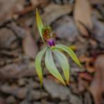 Praecoxanthus aphyllus (Leafless Orchid), Stirling Range National Park WA © Terry Dunham