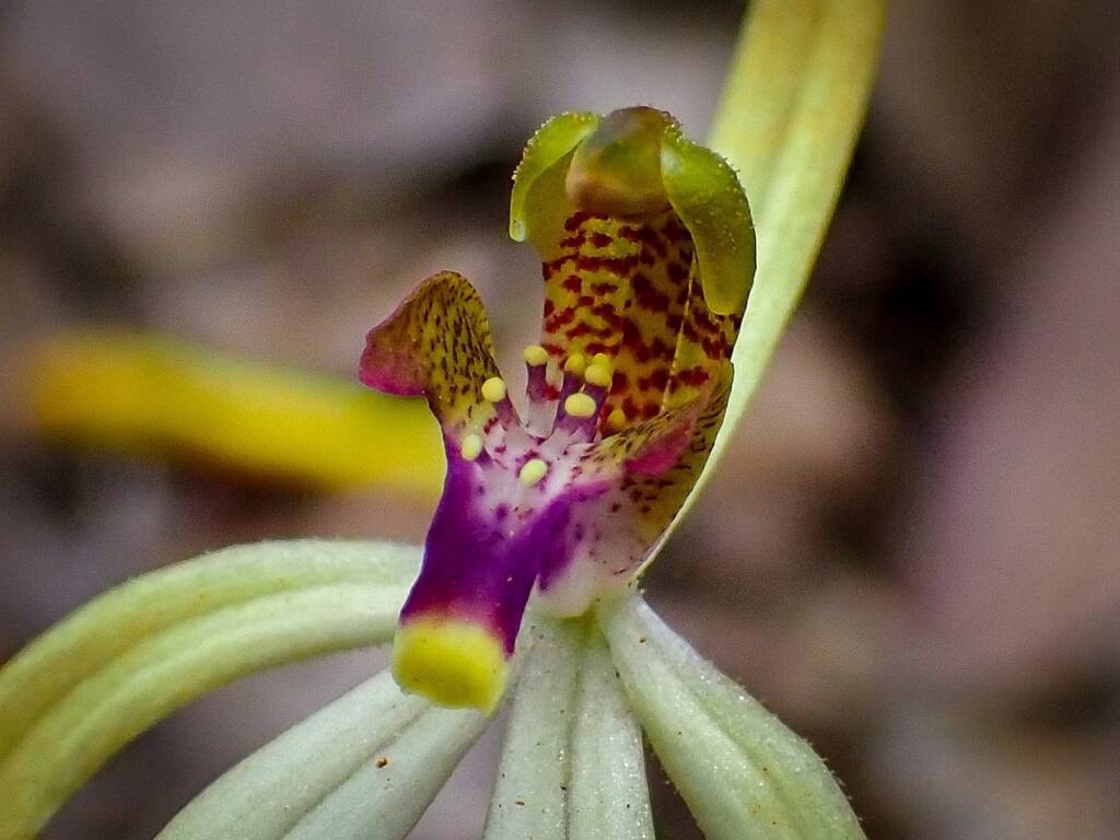 Praecoxanthus aphyllus (Leafless Orchid), Stirling Range National Park WA © Terry Dunham