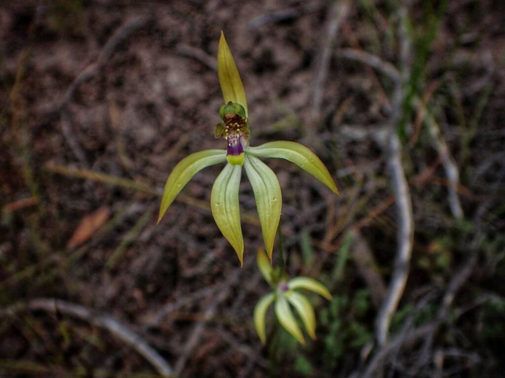 Praecoxanthus aphyllus (Leafless Orchid), Stirling Range National Park WA © Terry Dunham
