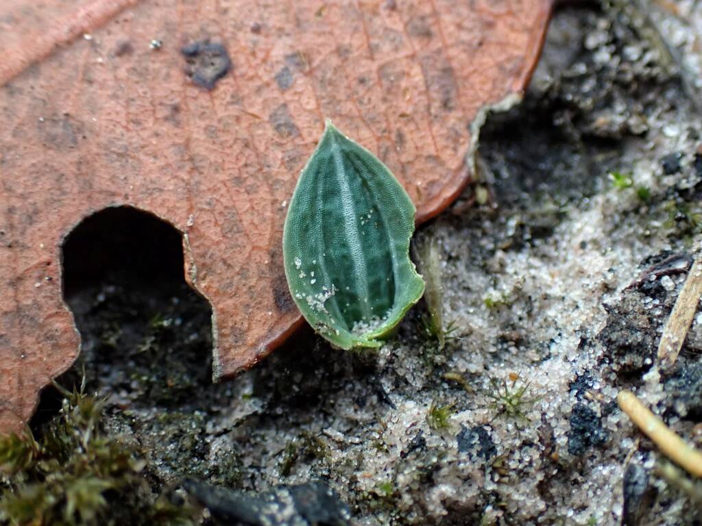 Praecoxanthus aphyllus (Leafless Orchid), Stirling Range National Park WA © Terry Dunham