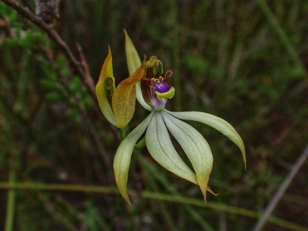 Praecoxanthus aphyllus (Leafless Orchid), Stirling Range National Park WA © Terry Dunham