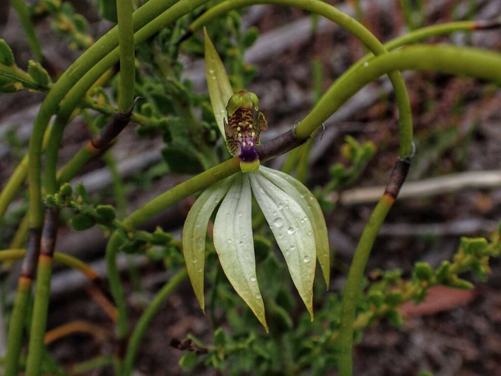 Praecoxanthus aphyllus (Leafless Orchid), Stirling Range National Park WA © Terry Dunham