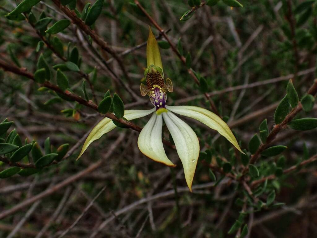 Praecoxanthus aphyllus (Leafless Orchid), Stirling Range National Park WA © Terry Dunham