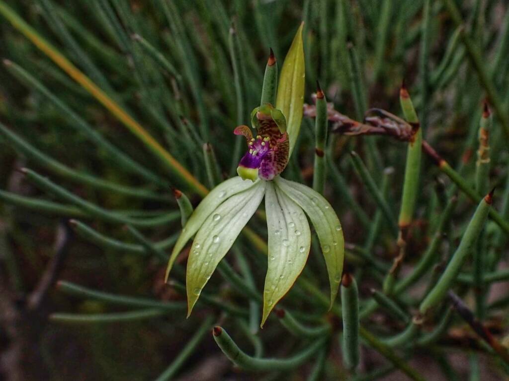 Praecoxanthus aphyllus (Leafless Orchid), Stirling Range National Park WA © Terry Dunham
