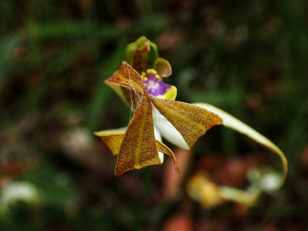 Praecoxanthus aphyllus (Leafless Orchid), Stirling Range National Park WA © Terry Dunham