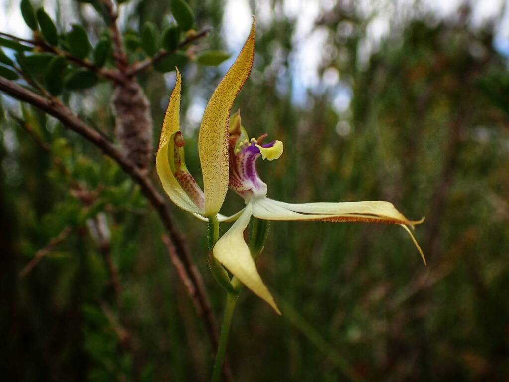 Praecoxanthus aphyllus (Leafless Orchid), Stirling Range National Park WA © Terry Dunham