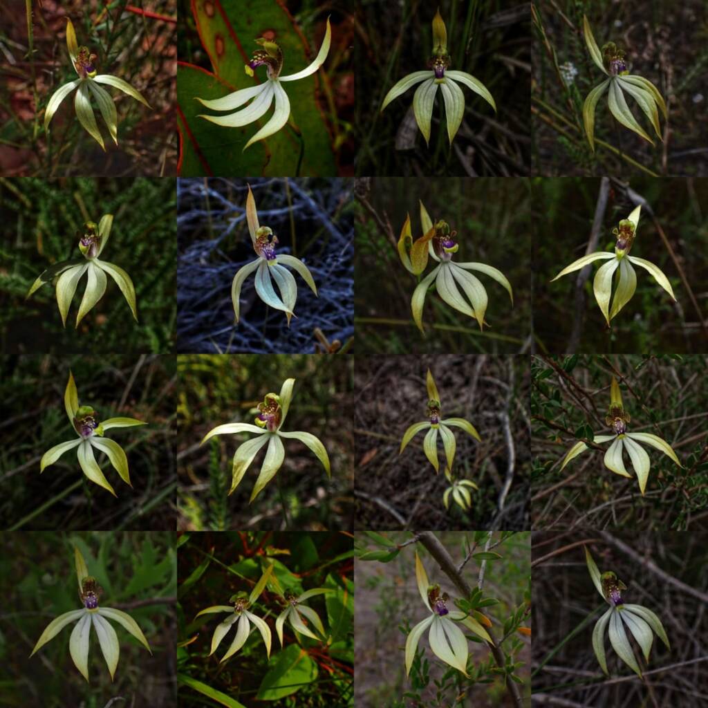 Praecoxanthus aphyllus (Leafless Orchid), Stirling Range National Park WA © Terry Dunham