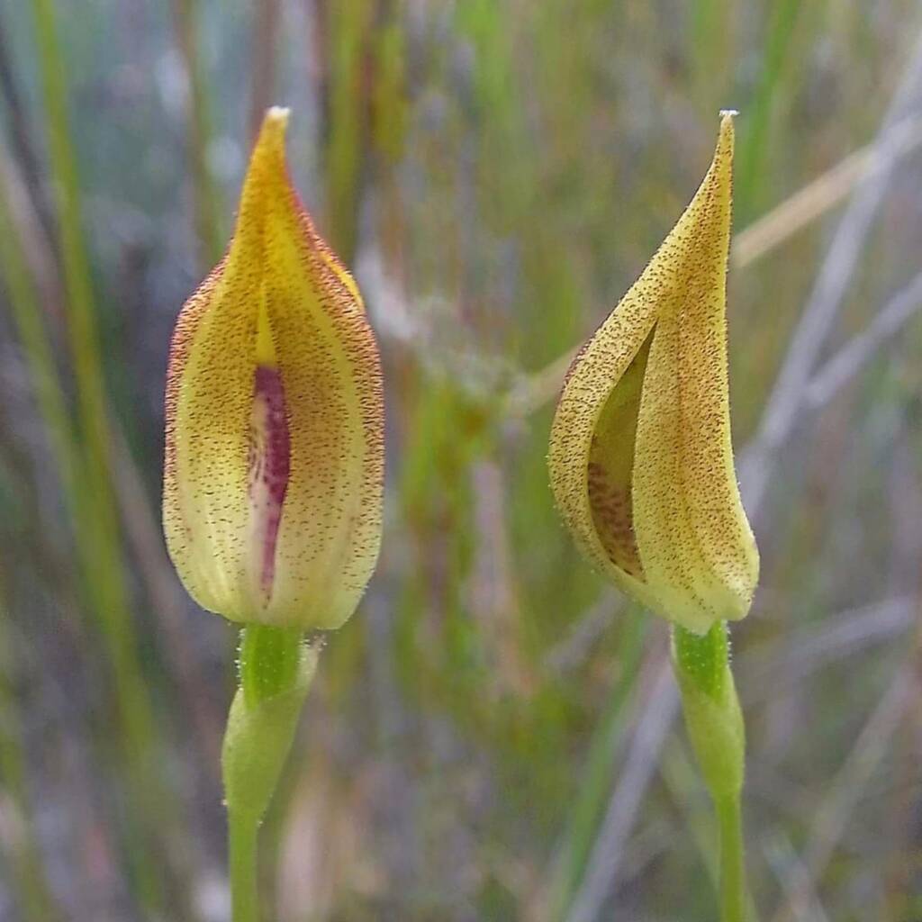 Praecoxanthus aphyllus (Leafless Orchid), Great Southern Region WA © Terry Dunham
