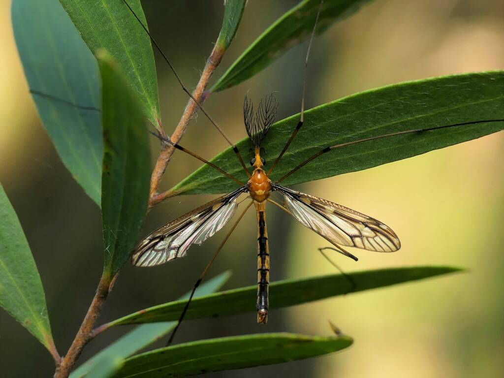 Ptilogyna ramicornis, Gold Coast QLD © Stefan Jones
