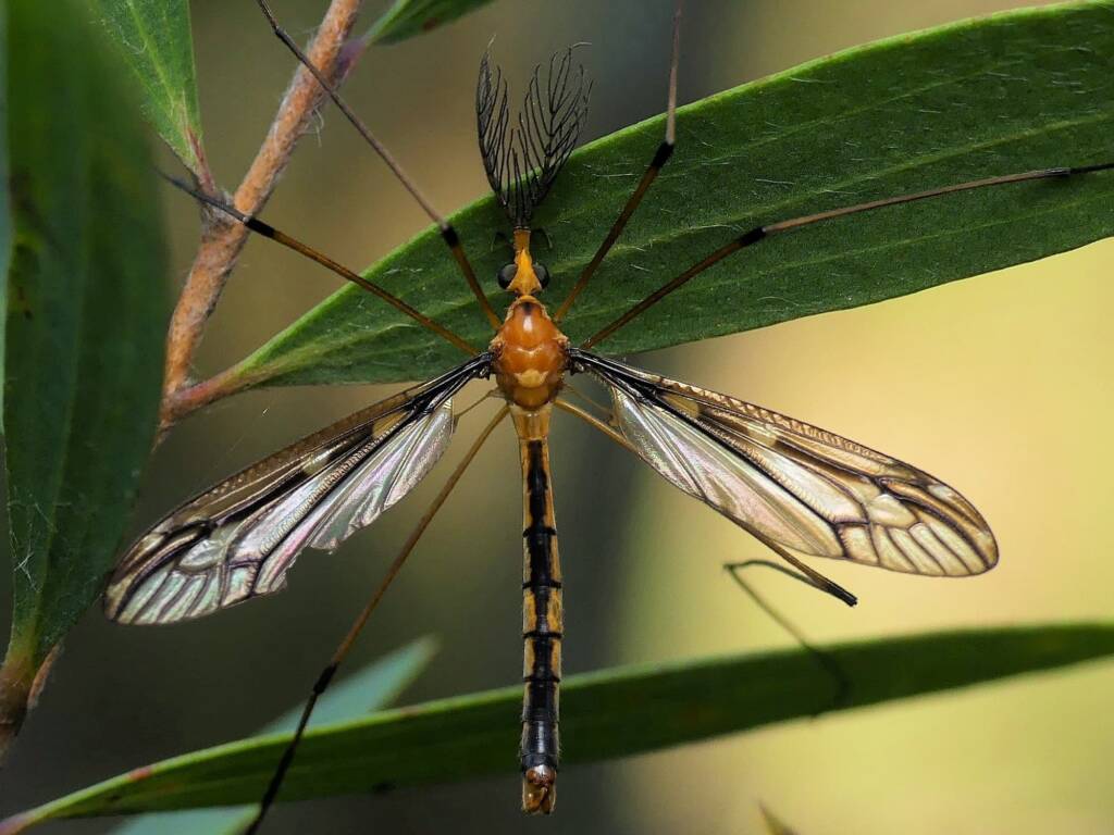 Ptilogyna ramicornis, Gold Coast QLD © Stefan Jones