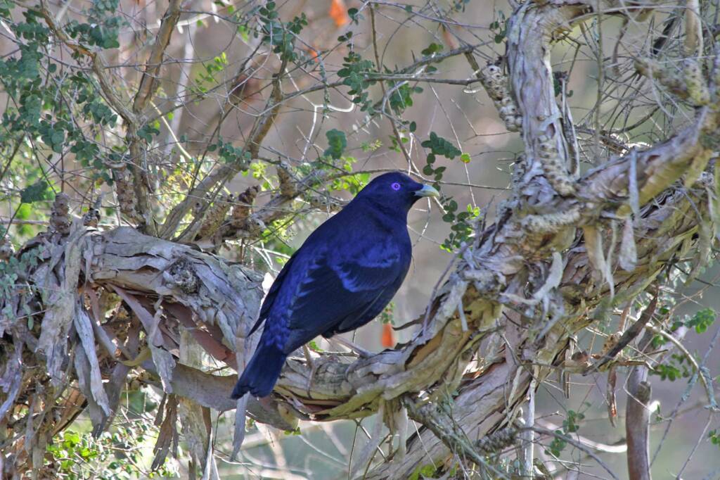 Male Satin Bowerbird (Ptilonorhynchus violaceus) © Marc Newman