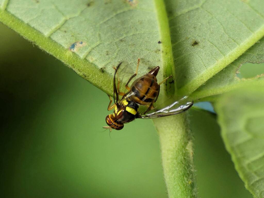 Queensland Fruit Fly (Bactrocera tryoni), Gold Coast QLD © Stefan Jones