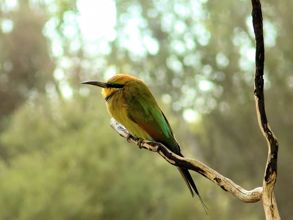 Rainbow Bee-eater (Merops ornatus), Alice Springs Desert Park NT