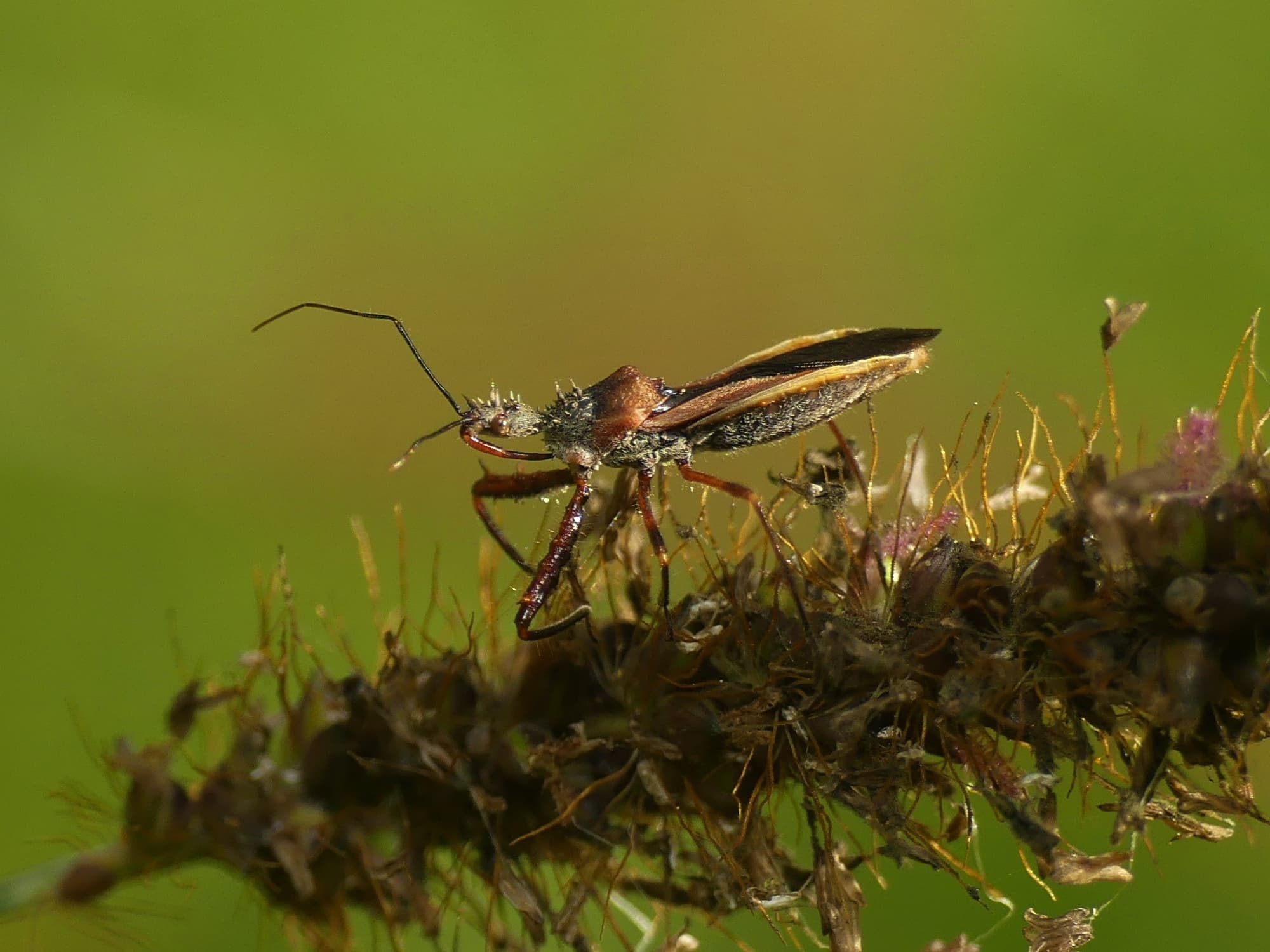 Red Spiny Assassin Bug (Scipinia arenacea), Gold Coast QLD © Stefan Jones