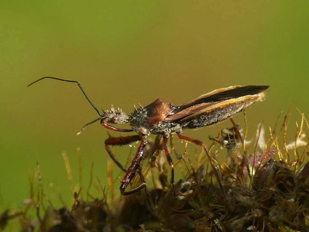 Red Spiny Assassin Bug (Scipinia arenacea), Gold Coast QLD © Stefan Jones