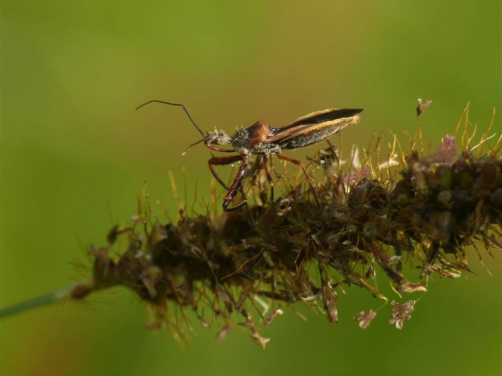 Red Spiny Assassin Bug (Scipinia arenacea), Gold Coast QLD © Stefan Jones