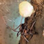 Female Redback Spider (Latrodectus hasselti) with egg sac, Alice Springs NT