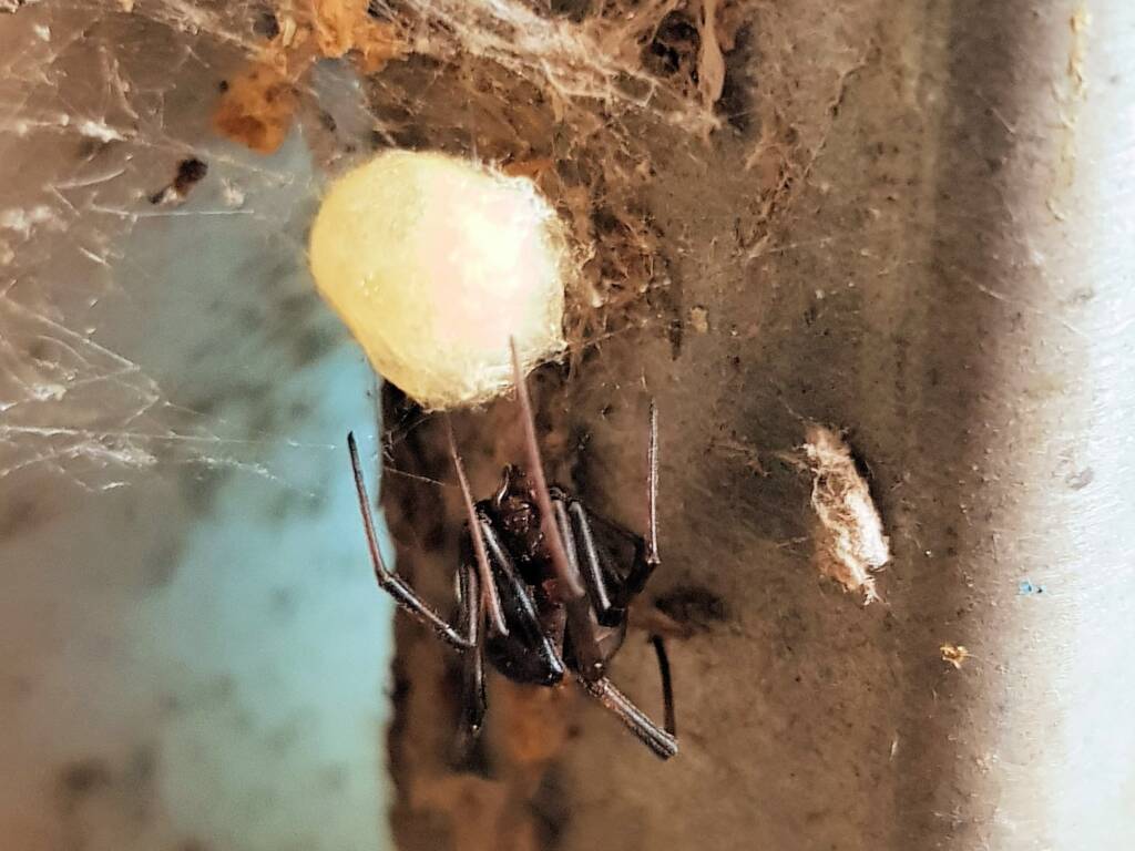 Female Redback Spider (Latrodectus hasselti) with egg sac, Alice Springs NT