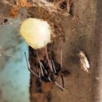 Female Redback Spider (Latrodectus hasselti) with egg sac, Alice Springs NT