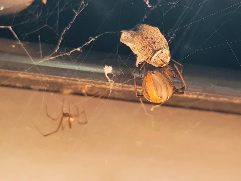 Redback Spider (Latrodectus hasselti) with prey (bush cockroach), Alice Springs NT