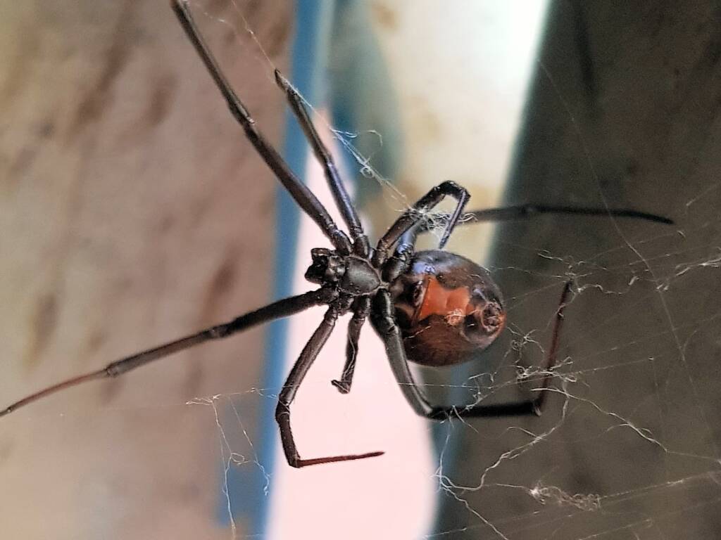 Female Redback Spider (Latrodectus hasselti), Alice Springs, NT
