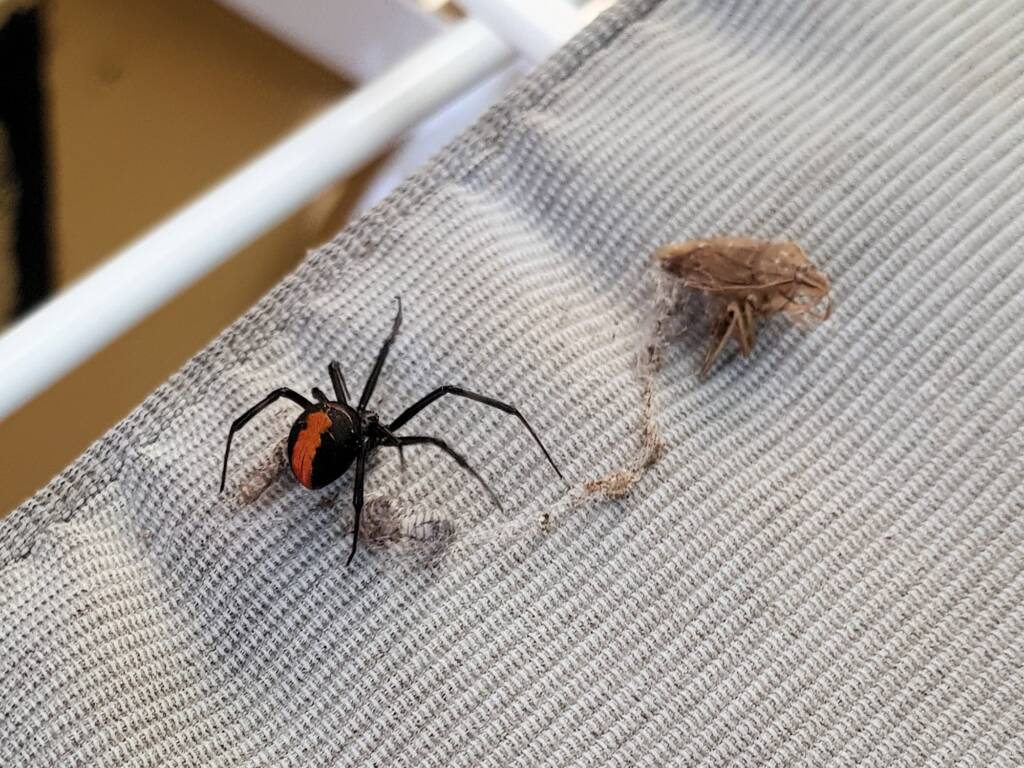 Redback Spider (Latrodectus hasselti) with prey (stink bug), Alice Springs NT